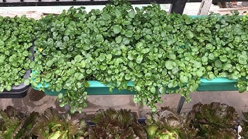 Cách Trồng Rau Cải Xoong Cạn,K Cần Nước ,Thu Hoạch Hoài K Tàn