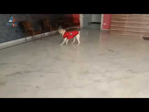 Dog Hostel Delhi