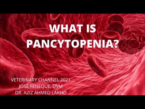 Pancytopenia : A Quick Review For The Veterinary Student