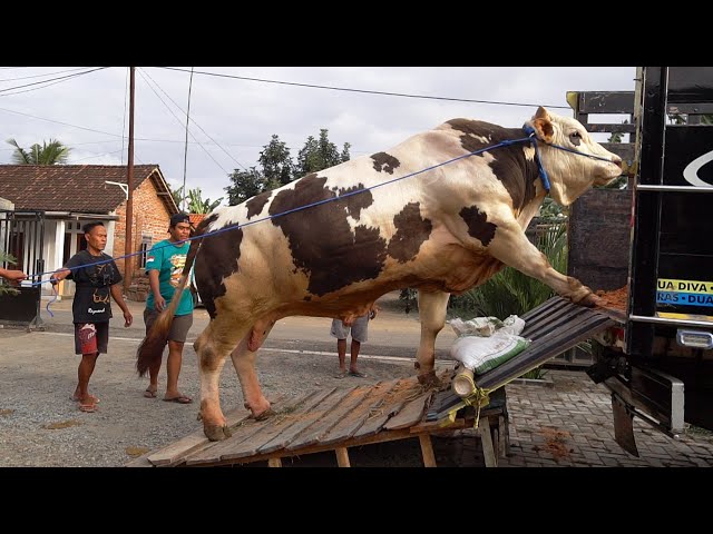 BARU KEMARIN NG4MUK !! SAPI 1 TON UP MARBLE SUDAH PAMIT :'( class=