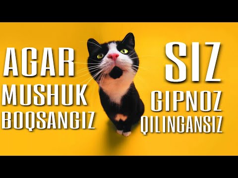 Video: Uy Hayvonlari Uchun Muhim Yog'lar - Tibbiyotmi Yoki Toksinmi?