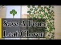 How To Keep A Four Leaf Clover Green