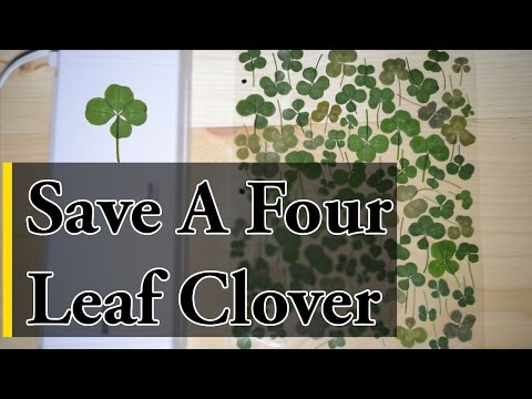 四つ葉のクローバーの保存方法