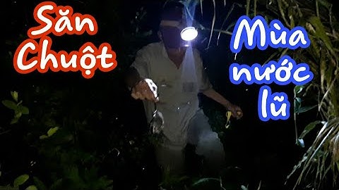 Đi Săn Chuột Mùa Nước Lũ Miền Tây | 4T Săn Bắt Miền Tây