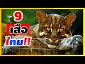 9สายพันธุ์เสือ ที่พบได้ในป่าประเทศไทย!! [สาระสัตว์โลก ขอเล่าตอนดึก]