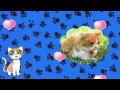 Wiener Sängerknaben-Mozart &quot;Wiegenlied&quot;(Cradle Song)/Choki the cat (天使になった猫チョキ)