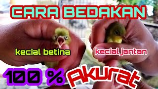 100 % Akurat ‼️Cara Membedakan Kecial Kuning Jantan dan Betina BUKTIKAN