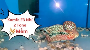 Cá La Hán Kamfa F3 ( 2 Tone ) Siêu Đẹp ( 5/1/2024 )