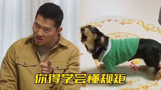 臘腸犬嗓門太大害得主人一個月收到10條投訴差點被迫搬家