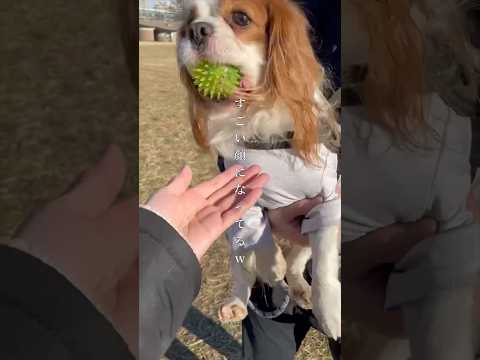 🐶「絶対に渡さないよ!!」 #shorts