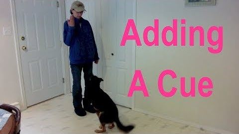 How to Add a Cue to a Known Behavior in Positive #Reinforcement Dog Training #positivedogtraining