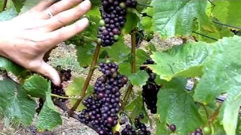 In the Vineyard - Dropping Fruit