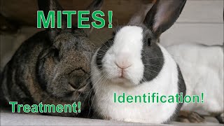 MITES in Rabbits! How to IDENTIFY & TREAT!