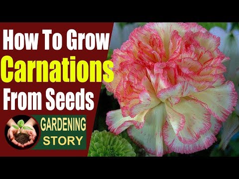 Video: Carnation From Seeds (13 Photos): When To Sow? How To Harvest Seeds Correctly? Growing Seedlings At Home