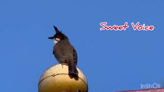 Bulbul calling on top of signboard #redwhiskeredbulbul #bulbulcalls #birdlovers #birdsounds screenshot 5