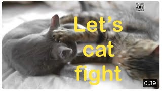 Never tired of watching little cats fight'