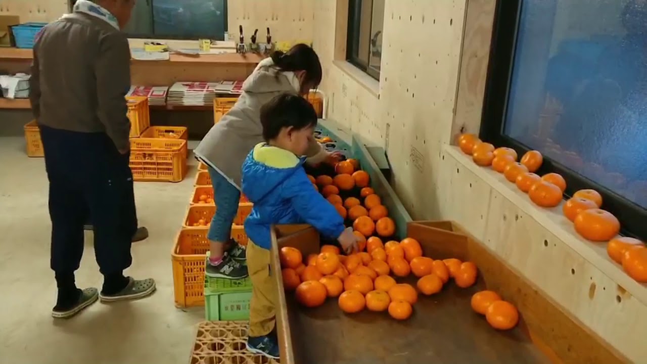 ➁みかんの選果台の選別機