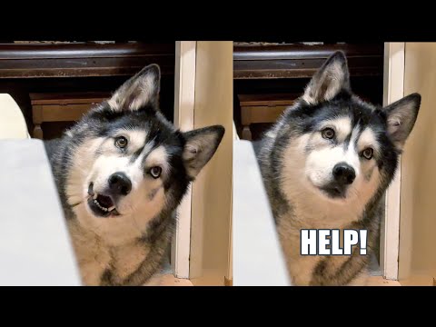 Worried Husky Had To Make The HARDEST Choice!