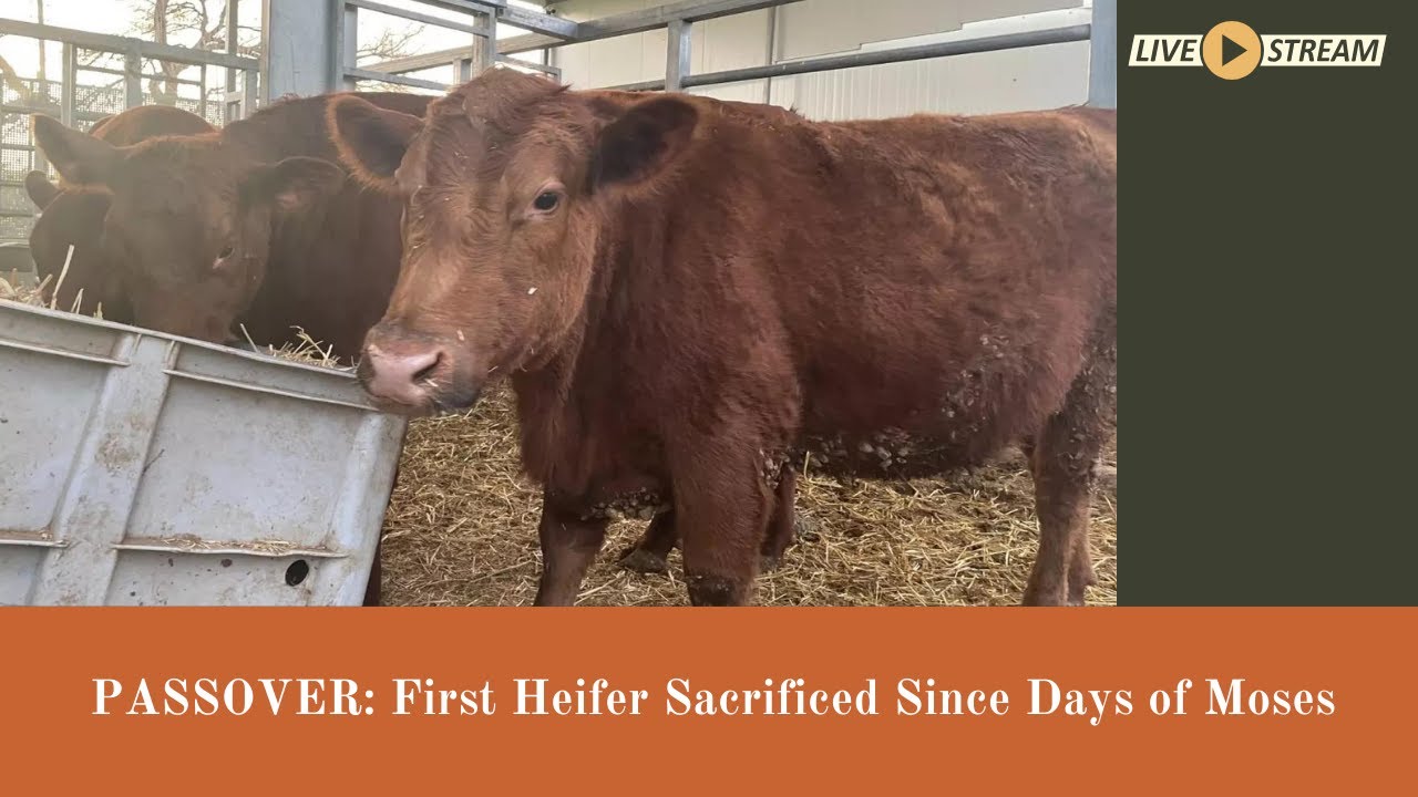 2025 Passover Red Heifer
