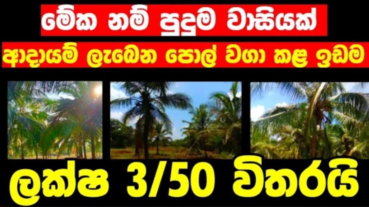 ඉක්මනින් විකිණීමට පොල් ඉඩමක් අඩුවට දෙනවා /land sale for sale sri lanka