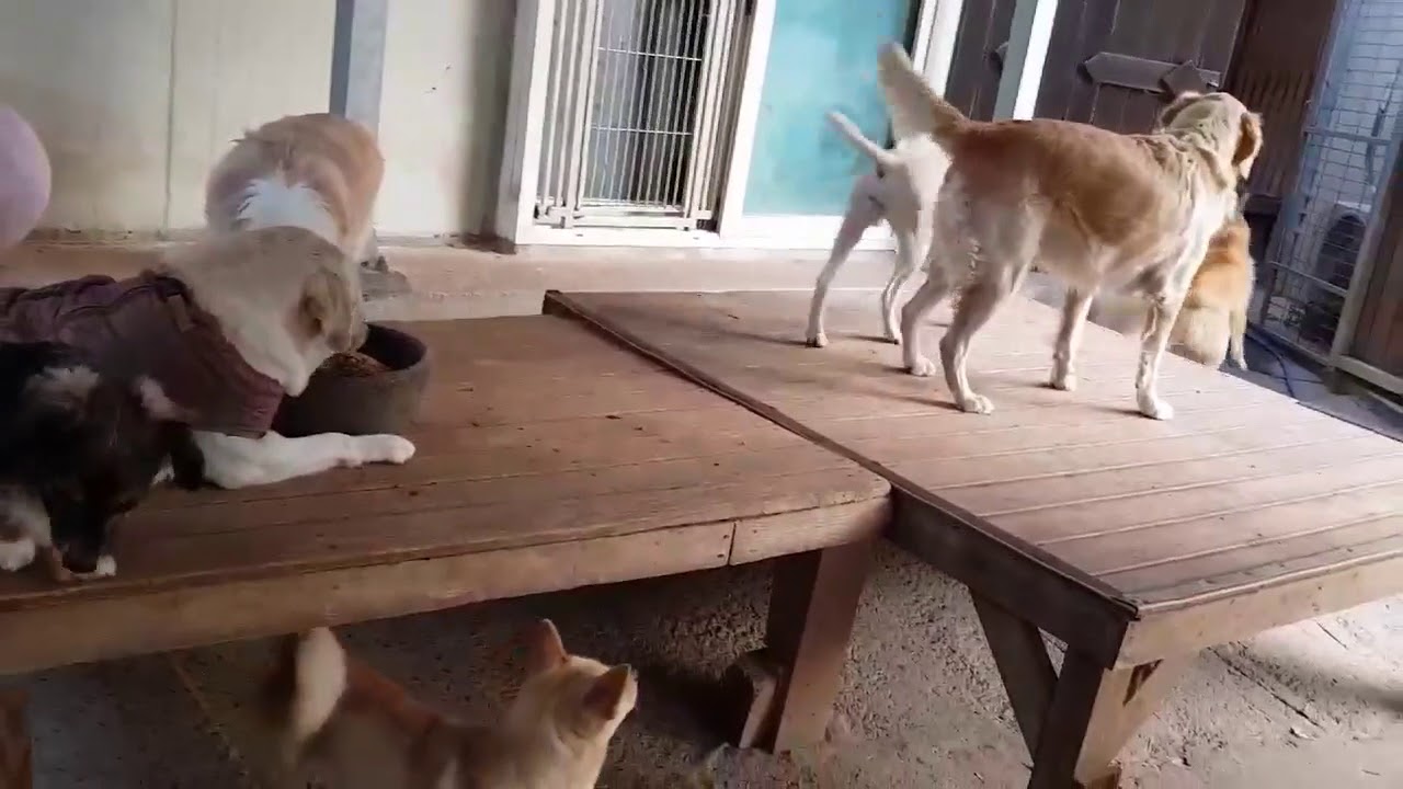 korean jindo husky mix Sung-chil