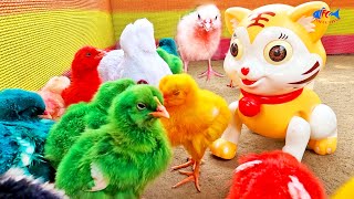 Fluffy Frenzy : Colorful Murgi Chicks Hen Baby Chicken Chicks, Cat Toy, and Rabbit Toy Face Off!