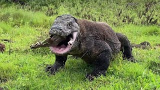 Latest Komodo Only Takes A Few Moments To Swallow The Baby Goat.