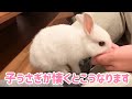 #50 生後1.5ヶ月の子うさぎが手からご飯を食べるのが可愛い！子うさぎが懐くとこうなります。It's cute 1.5-month-old rabbit eats food from hands!