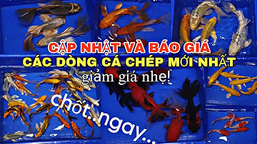 CẬP NHẬT VÀ BÁO GIÁ CÁC DÒNG CÁ CHÉP MỚI NHẤT...