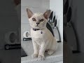 Funny Cats Video 2023 Funny Cats Video 2023
