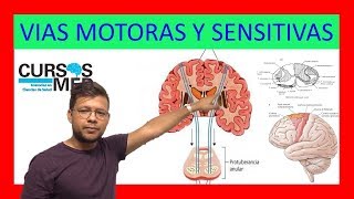 SENSORY PATHWAYS AND MOTOR PATHWAYS. ✅