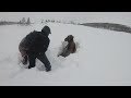 Watch Snowmobile Riders Dig Out Moose Trapped Under Fresh Snow