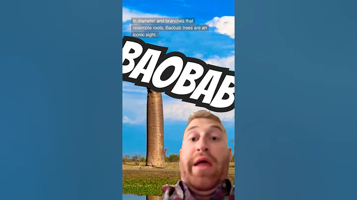 Baobab Tree! Superb Linguistics! #arboriculture #boabab #madagascar #arborist #humor #treehumor #fun