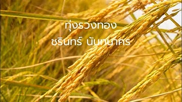 ทุ่งรวงทอง -  ชรินทร์  นันทนาคร (ต้นฉบับ)