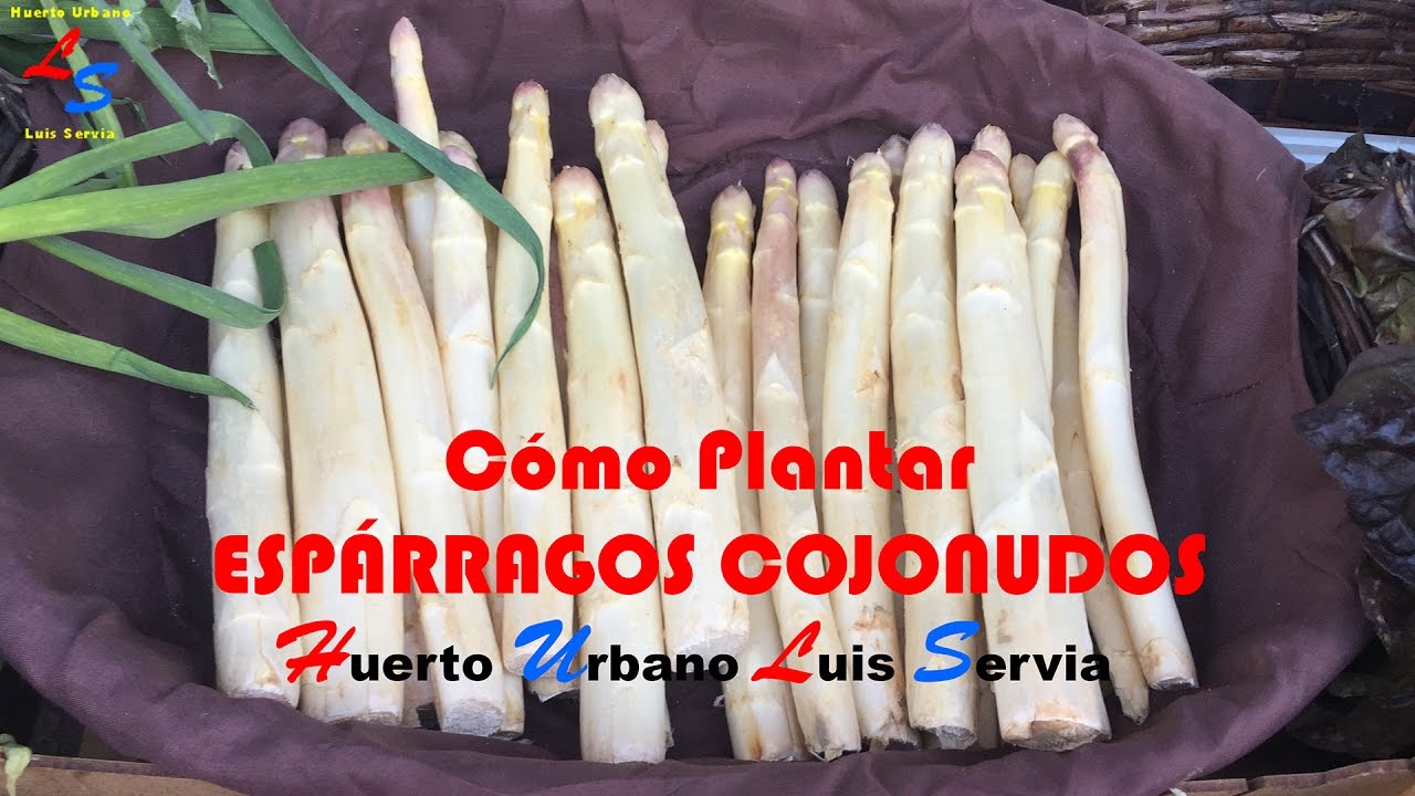 Como Plantar Espárragos Cojonudos en Huerto Urbano Luis Servia