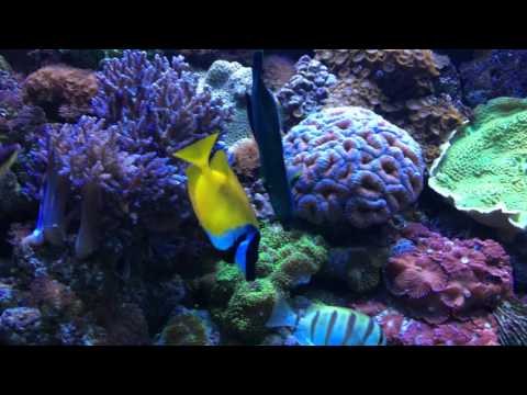 L'Aquarium Barcelona 4K