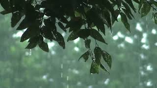 Heavy Rain to Sleep FAST | Strong Rain Sounds to End Insomnia, Block Noise, Study