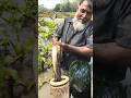 Catching Big Fish In Rural Abandon 20 Years Old Pond By Polo #fish​ #fishing​ #shorts​ #fishinglife
