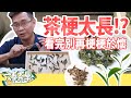 【六奉茶莊】茶梗太長！？看完這部影片讓您不再梗梗於懷，分享茶梗長短的兩個主要原因