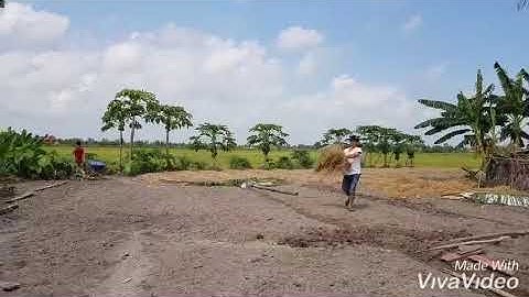 CÁ LÓC NƯỚNG RƠM (MIỀN TÂY QUÊ TÔI)