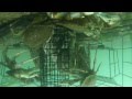 GoPro Underwater Crab Trap / Crab Net