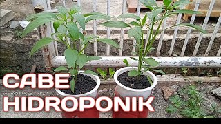Planting Hydroponic Chilies with Used Jars