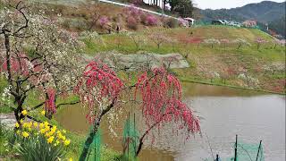 Weeping Peach of Kushihara