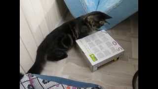 Алекс и "Мышки в норке". Дубль 2 # Игрушки для котенка # Для кошки своими руками Алекс и "Мышки в норке". Дубль 2 # Игрушки для котенка # Для кошки своими руками