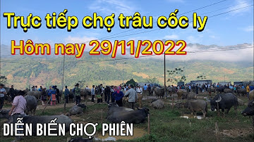 TRỰC TIẾP CHỢ TRÂU CỐC LY NGÀY 29/11/2022 | DIỄN BIẾN CHỢ TRÂU VÙNG CAO