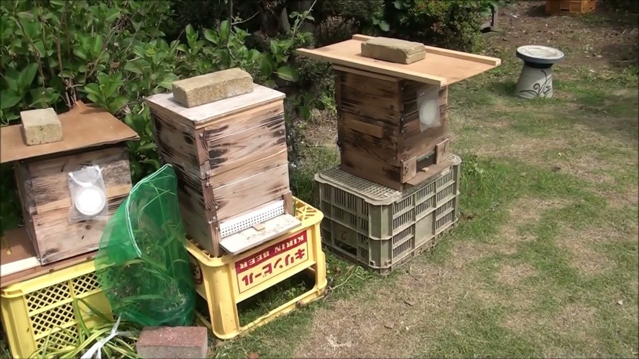 日本みつばちの分蜂群捕獲用 待ち箱ハイブリッド 日本みつばちの分蜂群捕獲用 待ち箱ハイブリッド みつばち捕獲箱