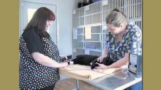 The Cat Clinic in Hamilton