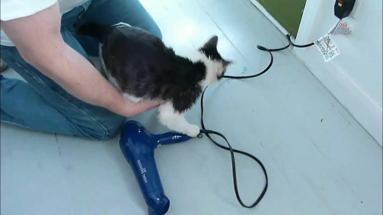 How to blow dry your cat after washing YouTube