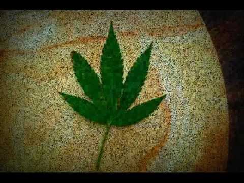 Loser Interface -Purple Kush