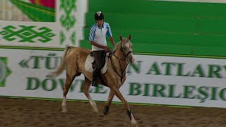 Türkmenistan'ın dünyaca ünlü Ahal Teke cinsi atları Resimi